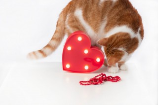 CZERWONE SERCE PLASTIKOWE LED